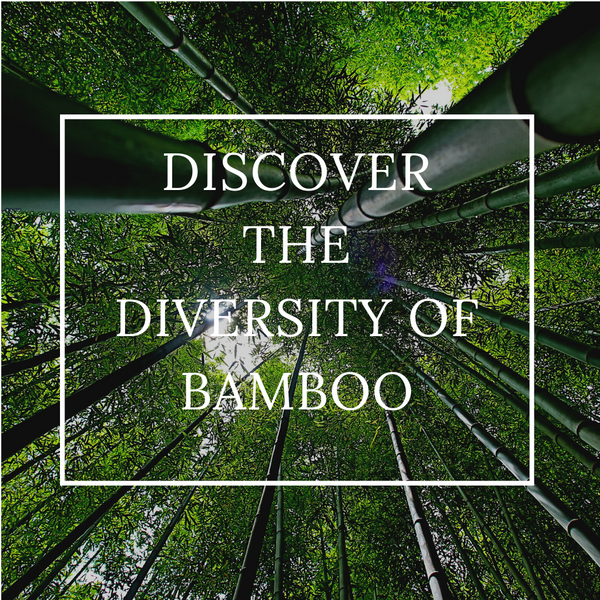 DISCOVER THE DIVERSITY OF BAMBOO