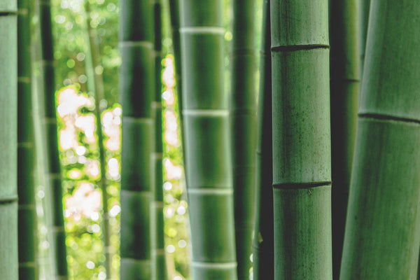 DISCOVER THE DIVERSITY OF BAMBOO